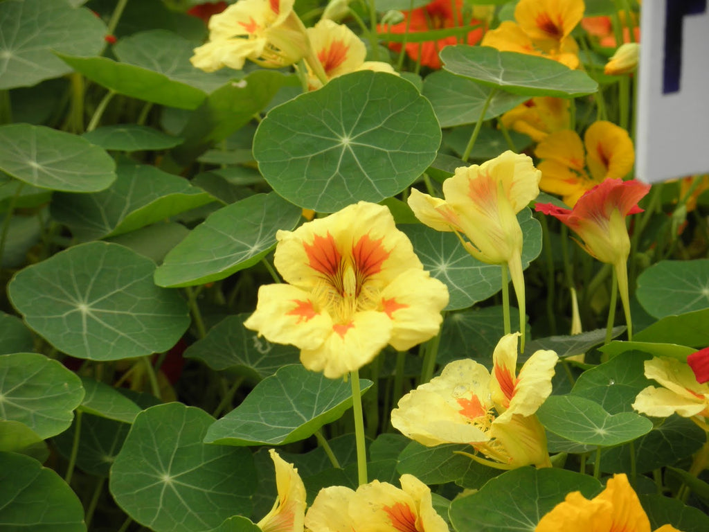 This Nasturtium Leaf Tincture is made from fresh, locally grown Nasturtium leaves from the Fraser Valley.&nbsp;